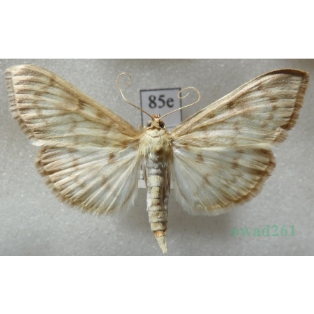 Patania ruralis (Scopoli, 1763) Boczanka brązowianka Czech85e